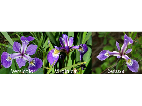 Rastliny rodu Iris